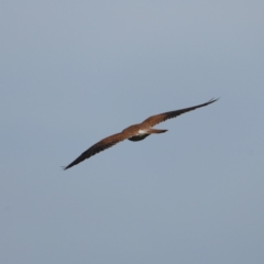 Falco cenchroides (Nankeen Kestrel) at Majura, ACT - 17 Sep 2020 by jbromilow50