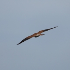 Falco cenchroides (Nankeen Kestrel) at Majura, ACT - 17 Sep 2020 by jb2602