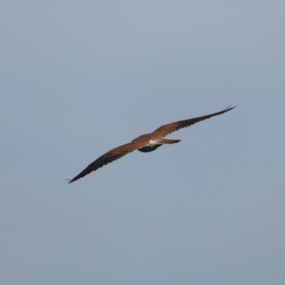 Falco cenchroides (Nankeen Kestrel) at Majura, ACT - 17 Sep 2020 by jb2602