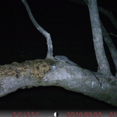 Petaurus notatus (Krefft’s Glider, Sugar Glider) at Tuggeranong DC, ACT - 17 Sep 2020 by ChrisHolder