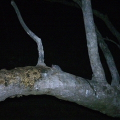 Petaurus notatus at Tuggeranong DC, ACT - 18 Sep 2020