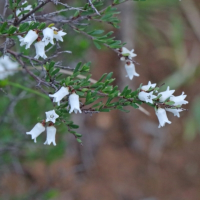 Cryptandra amara (Bitter Cryptandra) at O'Connor, ACT - 18 Sep 2020 by ConBoekel