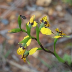 Diuris nigromontana (Black Mountain Leopard Orchid) at Dryandra St Woodland - 18 Sep 2020 by ConBoekel
