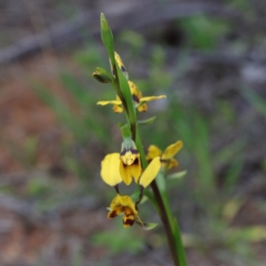 Diuris nigromontana at O'Connor, ACT - 18 Sep 2020