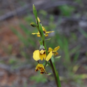 Diuris nigromontana at O'Connor, ACT - 18 Sep 2020