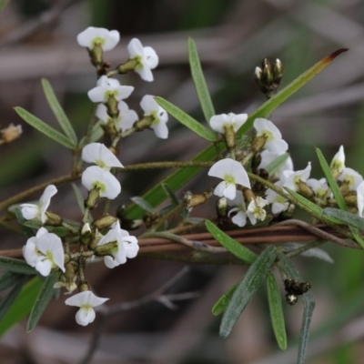 Glycine clandestina (Twining Glycine) at O'Connor, ACT - 18 Sep 2020 by ConBoekel