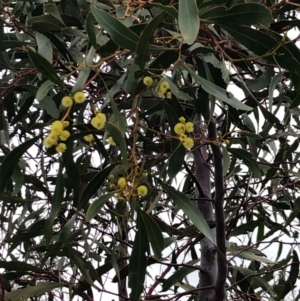 Acacia pycnantha at Majura, ACT - 17 Sep 2020