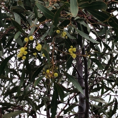 Acacia pycnantha (Golden Wattle) at Mount Ainslie - 17 Sep 2020 by Yumiko2020
