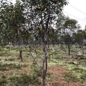 Acacia pycnantha at Majura, ACT - 17 Sep 2020