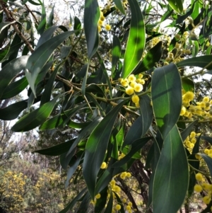 Acacia pycnantha at Acton, ACT - 16 Sep 2020