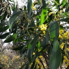 Acacia pycnantha (Golden Wattle) at Acton, ACT - 16 Sep 2020 by Yumiko2020