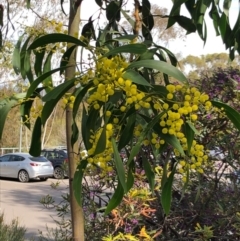 Acacia pycnantha at Acton, ACT - 16 Sep 2020