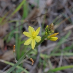 Bulbine bulbosa (Golden Lily) at Dryandra St Woodland - 18 Sep 2020 by ConBoekel