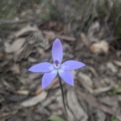 Glossodia major (Wax Lip Orchid) at Lake George, NSW - 18 Sep 2020 by MPennay