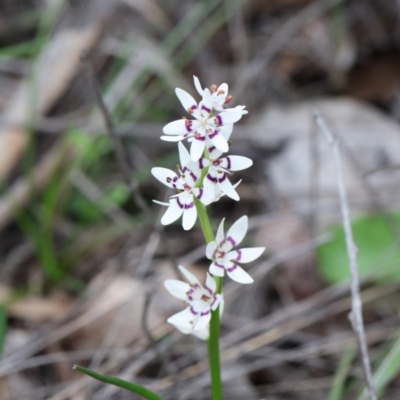 Wurmbea dioica subsp. dioica (Early Nancy) at O'Connor, ACT - 18 Sep 2020 by ConBoekel