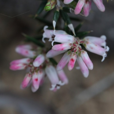 Lissanthe strigosa subsp. subulata (Peach Heath) at Dryandra St Woodland - 18 Sep 2020 by ConBoekel