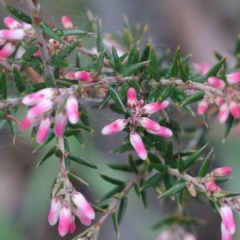 Lissanthe strigosa subsp. subulata at O'Connor, ACT - 18 Sep 2020