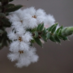 Leucopogon attenuatus (Small-leaved Beard Heath) at Dryandra St Woodland - 18 Sep 2020 by ConBoekel