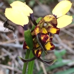 Diuris pardina (Leopard Doubletail) at Downer, ACT - 18 Sep 2020 by petersan