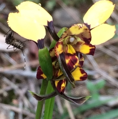 Diuris pardina (Leopard Doubletail) at Mount Majura - 17 Sep 2020 by petersan