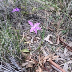 Glossodia major at Downer, ACT - suppressed