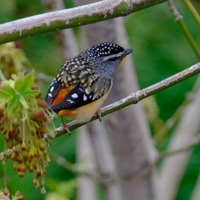 Pardalotus punctatus (Spotted Pardalote) at Melba, ACT - 18 Sep 2020 by Kurt