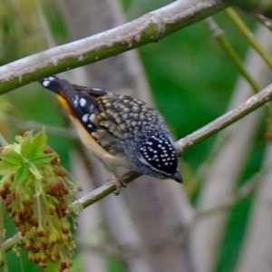 Pardalotus punctatus at Melba, ACT - 18 Sep 2020