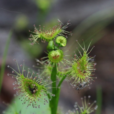 Drosera sp. (A Sundew) at O'Connor, ACT - 18 Sep 2020 by ConBoekel