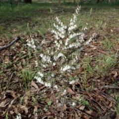 Leucopogon fletcheri subsp. brevisepalus (Twin Flower Beard-Heath) at Mount Painter - 17 Sep 2020 by CathB