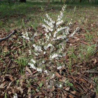 Leucopogon fletcheri subsp. brevisepalus (Twin Flower Beard-Heath) at Mount Painter - 17 Sep 2020 by CathB