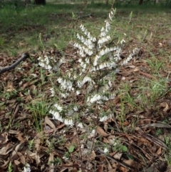Leucopogon fletcheri subsp. brevisepalus (Twin Flower Beard-Heath) at Cook, ACT - 17 Sep 2020 by CathB