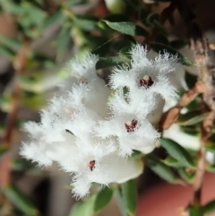 Leucopogon fletcheri subsp. brevisepalus at Cook, ACT - 17 Sep 2020