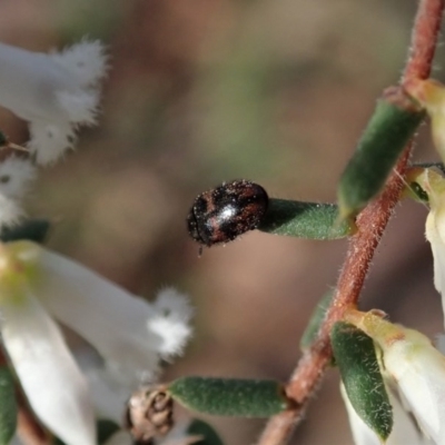 Eurhopalus froggatti (Dermestid beetle, Skin beetle) at Mount Painter - 17 Sep 2020 by CathB