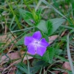 Vinca major (Blue Periwinkle) at Melba, ACT - 18 Sep 2020 by Kurt