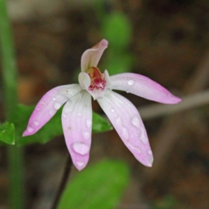 Caladenia fuscata at O'Connor, ACT - 18 Sep 2020