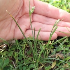 Carex inversa (Knob Sedge) at Mount Painter - 17 Sep 2020 by CathB