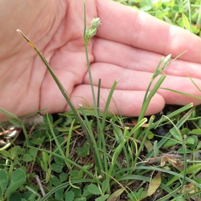 Carex inversa (Knob Sedge) at Cook, ACT - 17 Sep 2020 by CathB