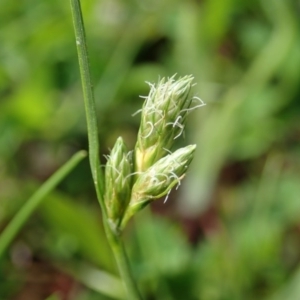 Carex inversa at Cook, ACT - 17 Sep 2020