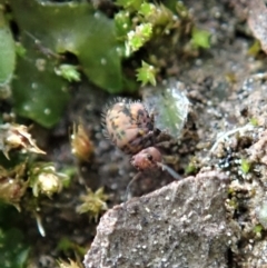 Symphypleona sp. (order) (Globular springtail) at Mount Painter - 17 Sep 2020 by CathB