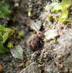 Symphypleona sp. (order) at Cook, ACT - 17 Sep 2020