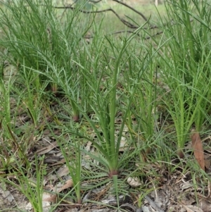 Eryngium ovinum at Cook, ACT - 17 Sep 2020