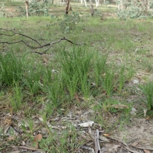 Eryngium ovinum at Cook, ACT - 17 Sep 2020