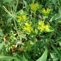 Euphorbia oblongata (Egg-leaf Spurge) at Cook, ACT - 17 Sep 2020 by CathB