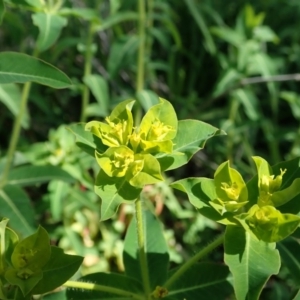 Euphorbia oblongata at Cook, ACT - 17 Sep 2020