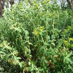 Euphorbia oblongata at Cook, ACT - 17 Sep 2020