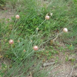 Leucochrysum albicans subsp. albicans at Isaacs, ACT - 17 Sep 2020