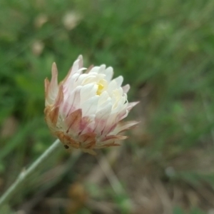 Leucochrysum albicans subsp. albicans at Isaacs, ACT - 17 Sep 2020