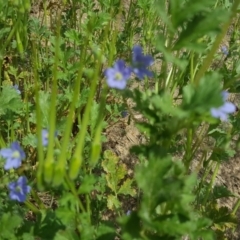 Erodium crinitum at Phillip, ACT - 16 Sep 2020