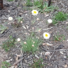 Leucochrysum albicans subsp. tricolor (Hoary Sunray) at Farrer, ACT - 17 Sep 2020 by Mike