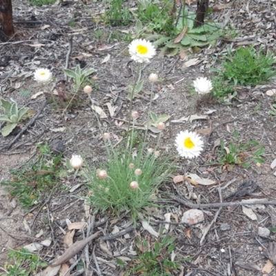 Leucochrysum albicans subsp. tricolor (Hoary Sunray) at Farrer, ACT - 17 Sep 2020 by Mike